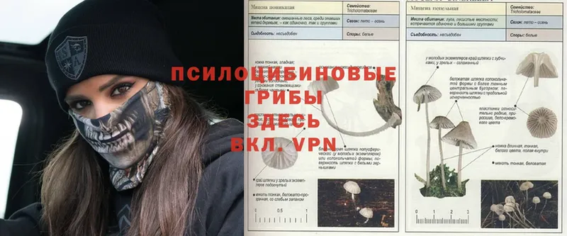 darknet какой сайт  Великий Устюг  Псилоцибиновые грибы прущие грибы 